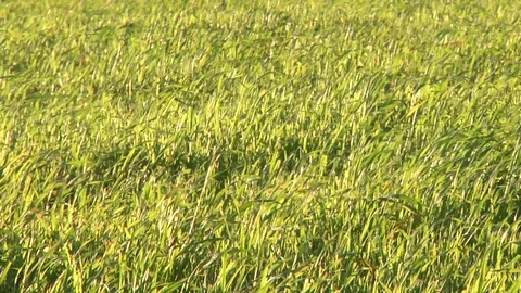 Green grass Vídeo Stock 100432331