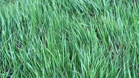 Green grass 库存影片 106878070