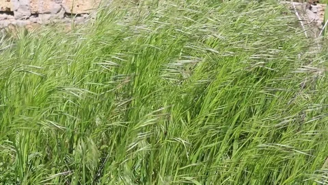 Green grass Stock Footage 107333159