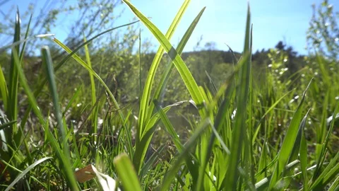 Green grass Stock Footage 108684280