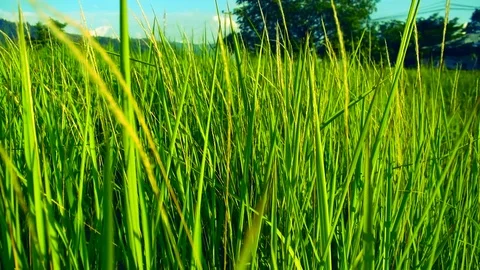 Green grass Stock Footage 109467949