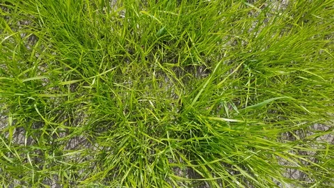 Green grass Stock Footage 112499139