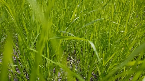 Green grass Stock Footage 112499687