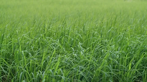 Green grass Video stock 128043284