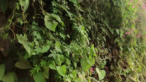 Green grass Stock Footage 134947255