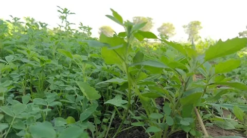 Green grass  Stock Footage 144718420
