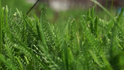 Green grass Stock Footage