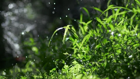 Green grass Stockbeeldmateriaal 159006118