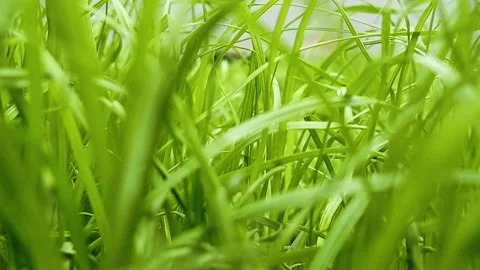 Green grass Video stock 164492201