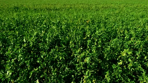 Green Grass Stockbeeldmateriaal 165868056