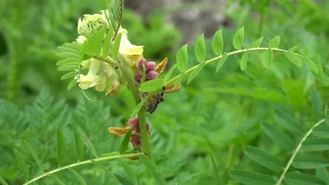 Green grass Stock Footage 219511393