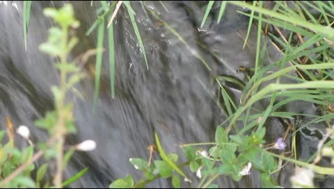 Green grass Video stock 220134847