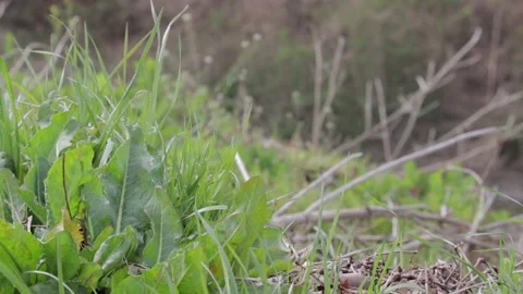 Green Grass Stock Footage 235170674