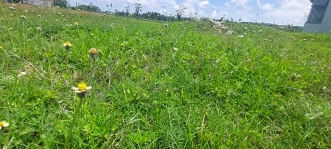 Green grass Stock Footage 235577044