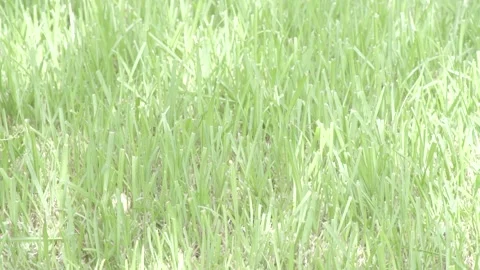 Green Grass Video stock 246944508