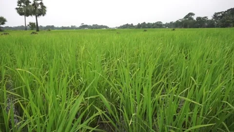 Green grass Stock Footage 250997833