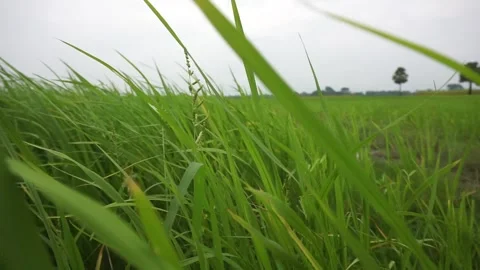Green grass Stock Footage 250997835
