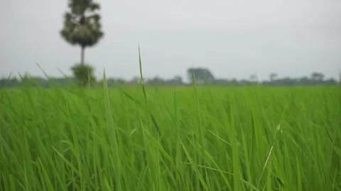 Green grass Stock Footage 250997921
