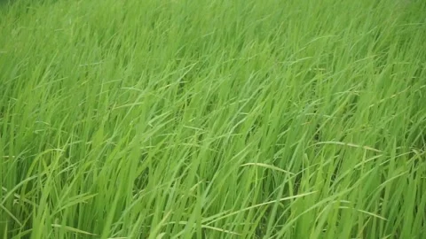 Green grass Stock Footage 250997924