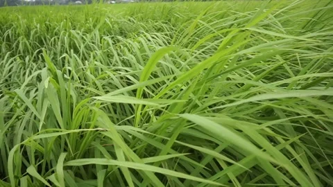 Green grass Stock Footage 250997932