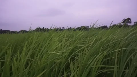 Green grass Stock Footage 250998628