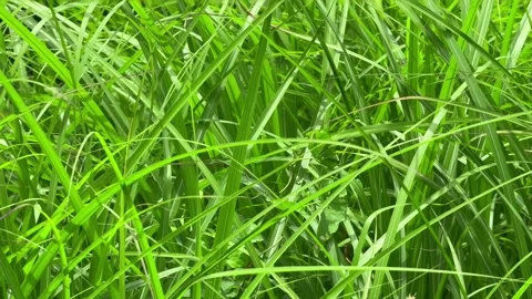 Green grass Stock Footage 278418158