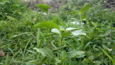 Green grass Video stock 289198664