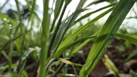 Green grass Stock Footage 303806546