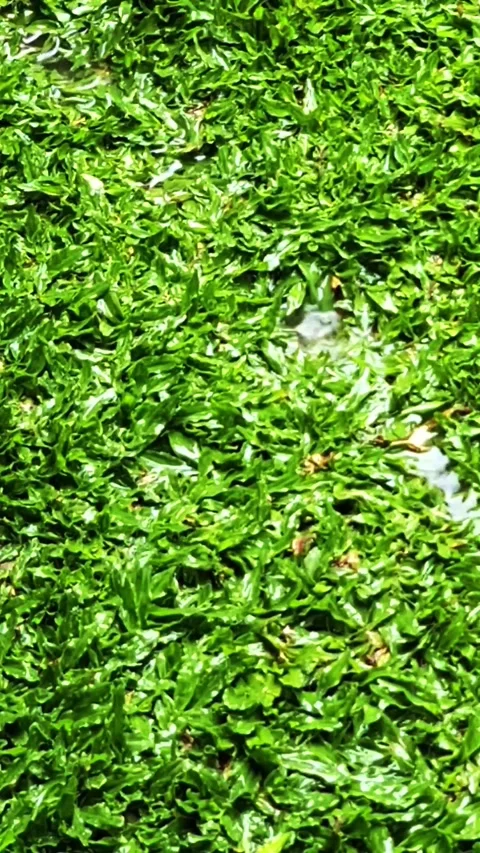 Green Grass Stock Footage 309816797