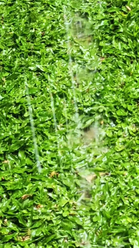 Green Grass Stock Footage 309816801
