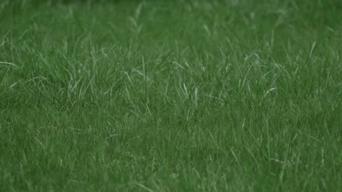 Green grass Stock Footage 336221988