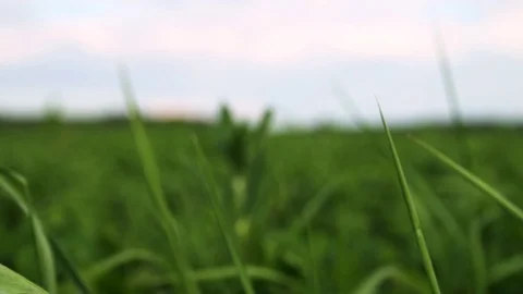 Green grass footege Stock Footage 106470761
