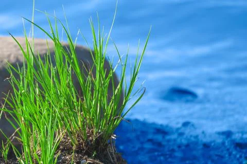 Green grass in foreground is close up Stock Photos