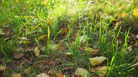 Green grass in the forest and fallen yellow leaves. Autumn is approaching. Stock Footage 250233858