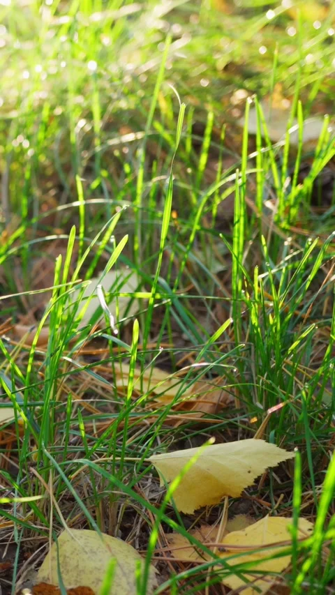 Green grass in the forest and fallen yellow leaves. Autumn is approaching. Stock Footage 267646670