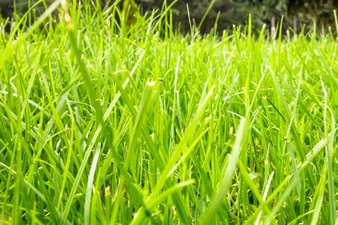 Green grass with forest in the background in a bright sunny day. Stock Photos