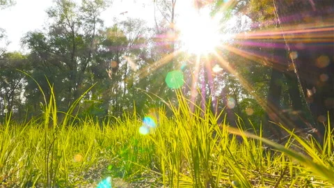 Green grass in the forest. Beautiful rays of sun on background. Poplar fluff Stock Footage 91402600