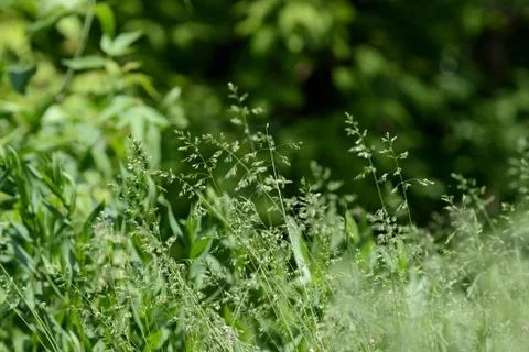 Green grass in the forest close up. Grass background Stock Photos