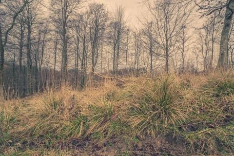 Green grass in the forest at dawn Stock Photos