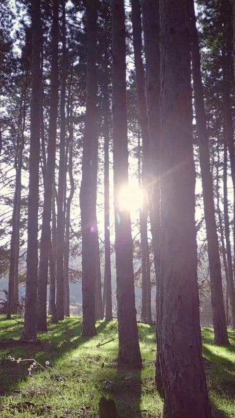 Green grass forest floor and pine trees, sunlight in a beautiful forest, Stock Footage 283344830