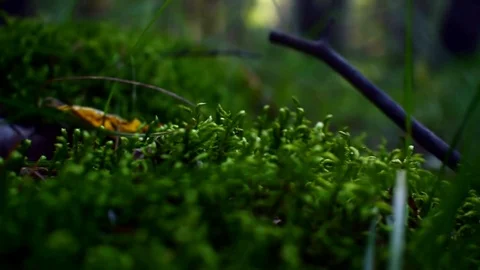 Green grass in the forest Video stock 80456398