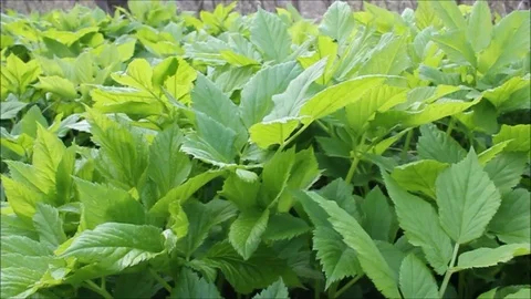 Green grass in the forest. Video stock 91914577