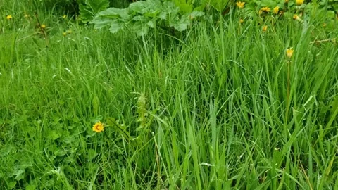 Green grass in the forest Stock Footage 242283407