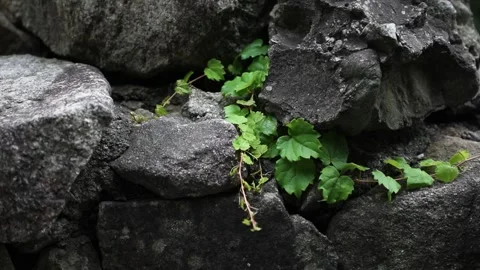 Green grass in the forest Video stock 310355498