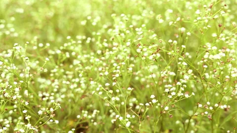 Green grass on the forest meadow 4K stock video Stock-Footage 340600764