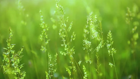 Green grass on the forest meadow Video stock 139139798