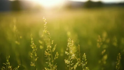 Green grass on the forest meadow at sunset. Stock Footage 139140191