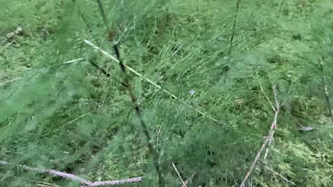 Green grass in the forest moss and foliage 動画素材 315992341