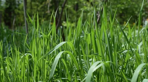 Green grass in forest or park Stock Footage 67226427