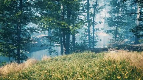 Green grass in the forest at sunny summer morning Stock Illustration